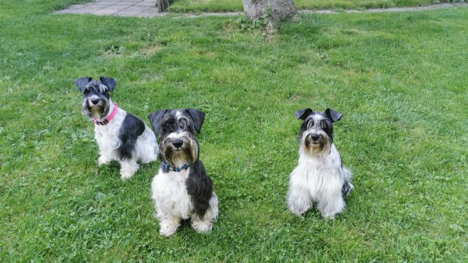 Kaminka, Knut und Paula